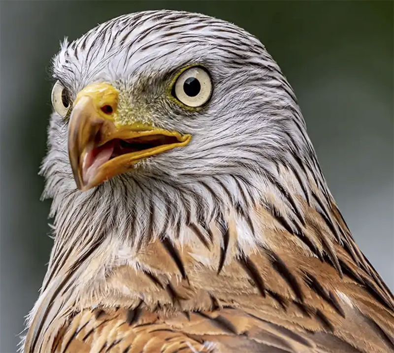Hawk