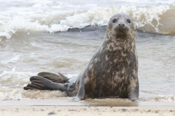 Seal on a Norfolk beach